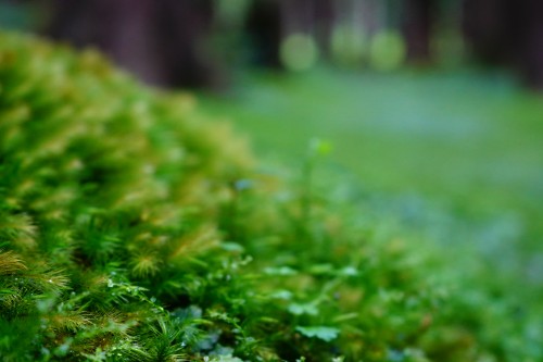 熊野 苔が美しい秘密の森へ 癒しの空間 現地の人と一緒だから行ける 秘境 原始の森 熊野の歩き方 神社参拝と熊野古道で蘇り